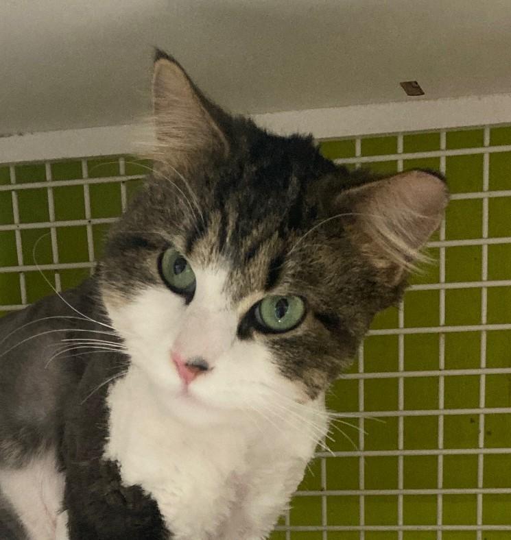 Princeton, adopted, Young Male Domestic Long Hair.