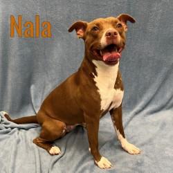 Nala, Adoptable, Adult Female American Bully.