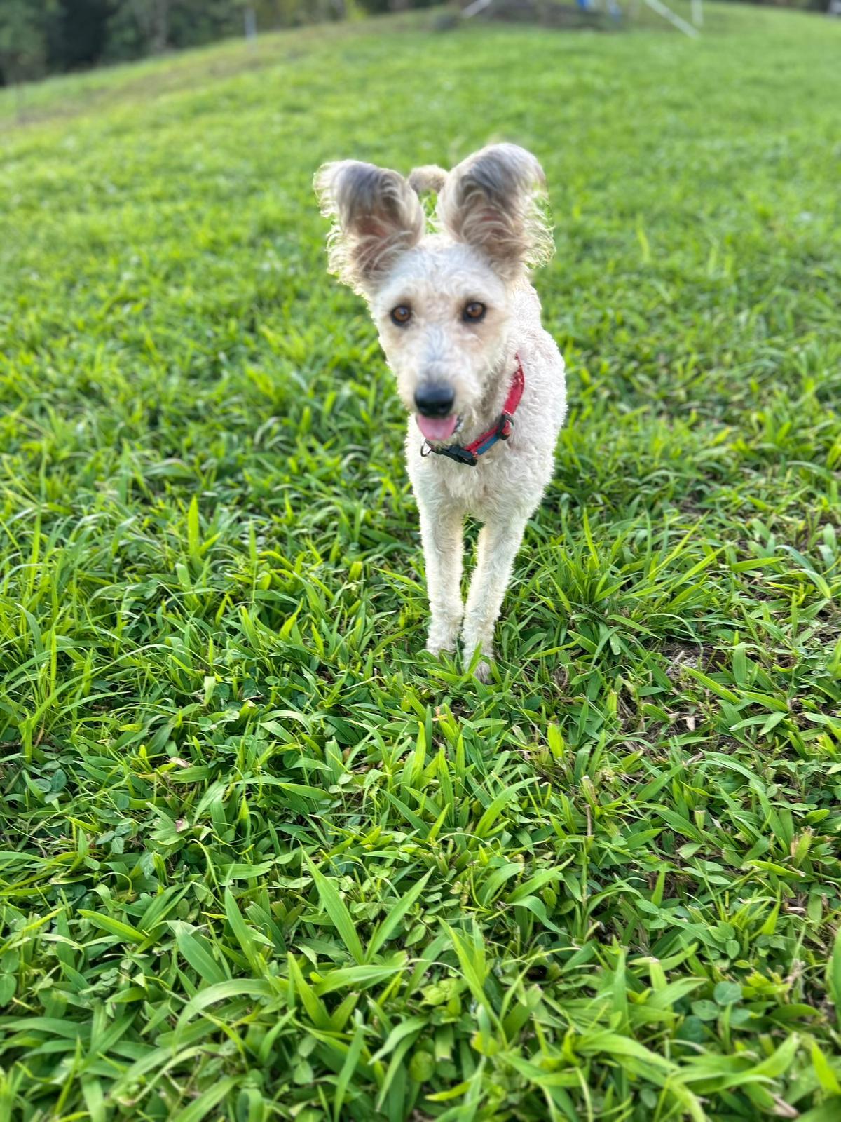 Enlarge Xena, a Adoptable mixed breed in Albion, NY image 2/5