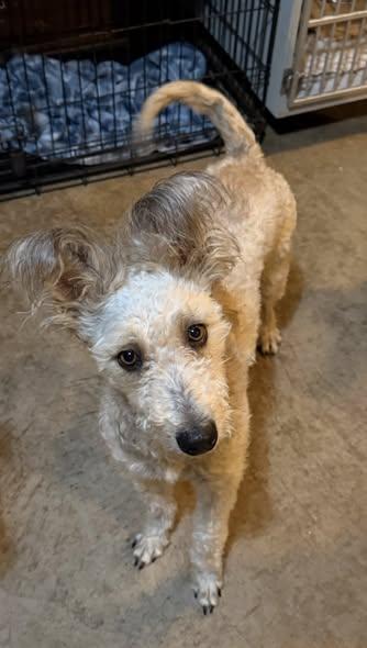 Xena, Adoptable, Adult Female Schnauzer & Poodle.