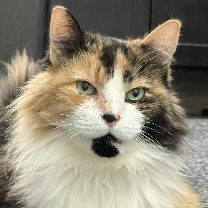 Enlarge Bubbles, a Adoptable Domestic Long Hair in St. Louis, MO image 1/4