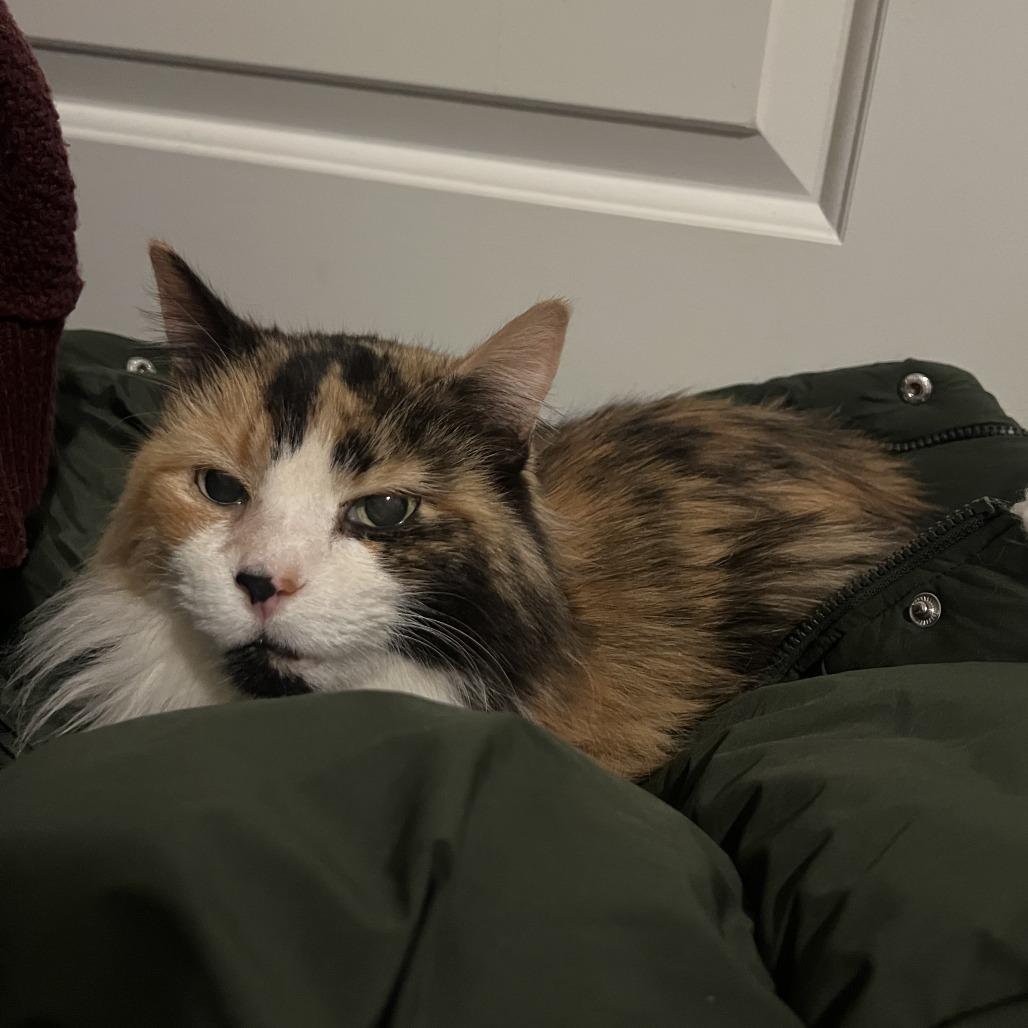 Enlarge Bubbles, a Adoptable Domestic Long Hair in St. Louis, MO image 4/4