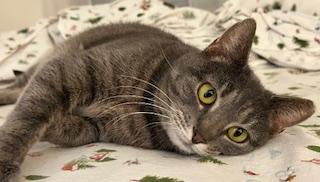 Shark , adoptable, Adult Female Domestic Short Hair.