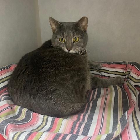 Enlarge Shark , an adoptable Domestic Short Hair in Fairfax, VA image 2/2