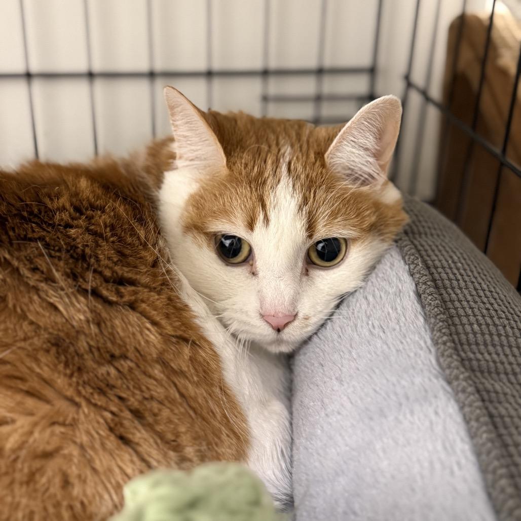 Peaches 2 — thumbnail 2