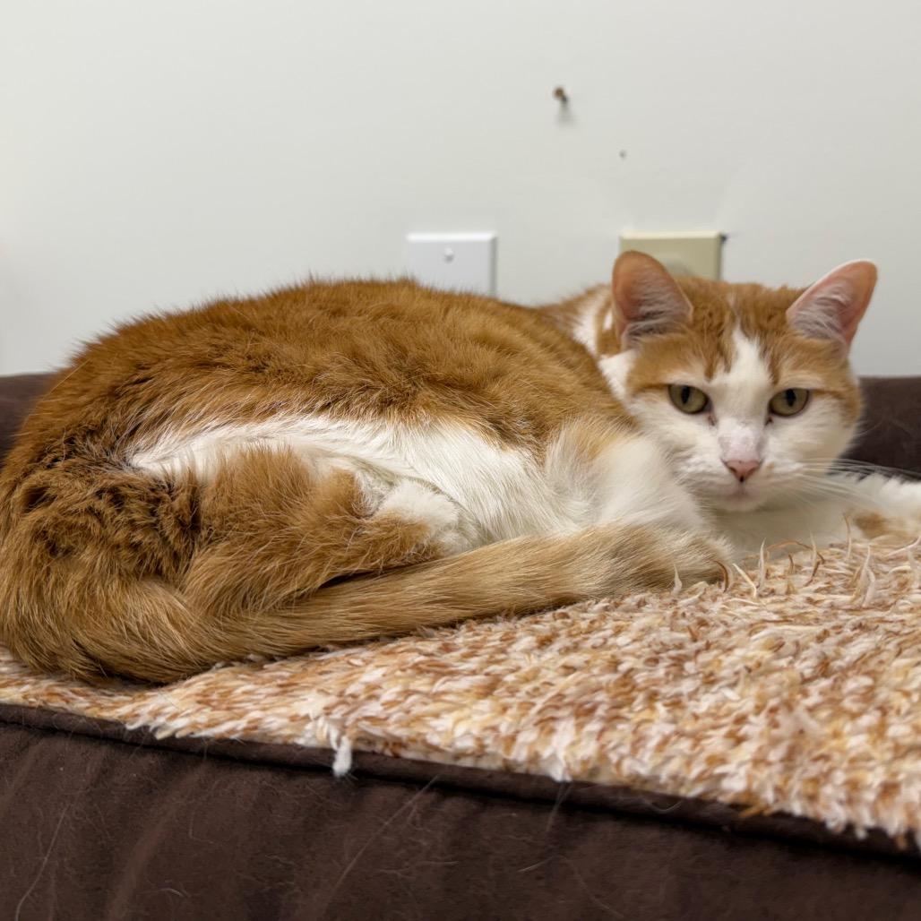 Peaches 2 — thumbnail 3