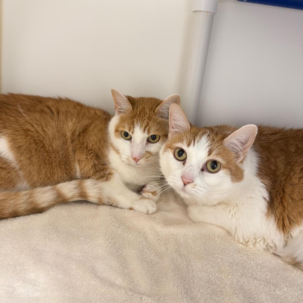 Peaches 2 — thumbnail 4