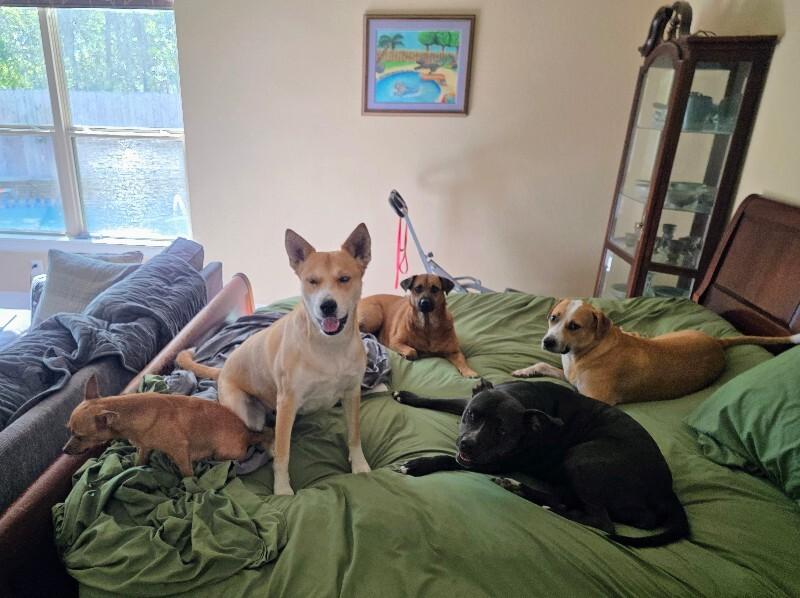 Darling Delilah so Dainty — thumbnail 3