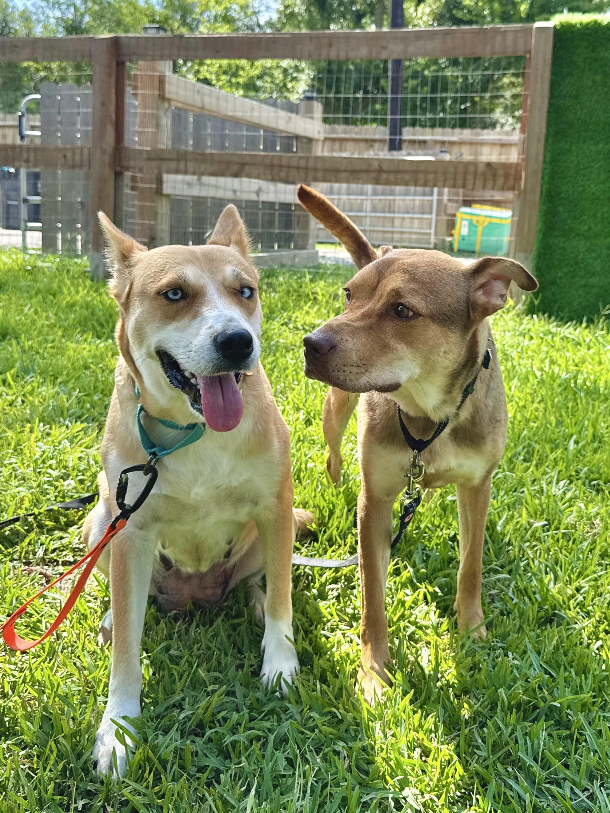 Darling Delilah so Dainty — thumbnail 4