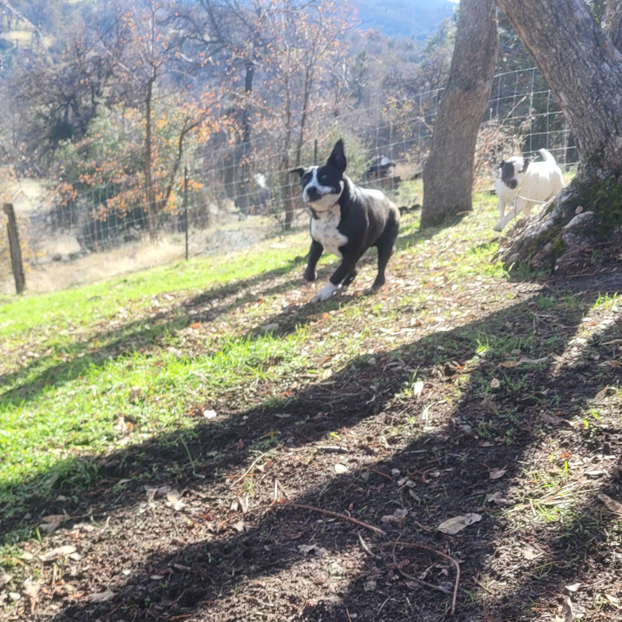 Marz, Adoptable, Adult Male Mixed Breed.