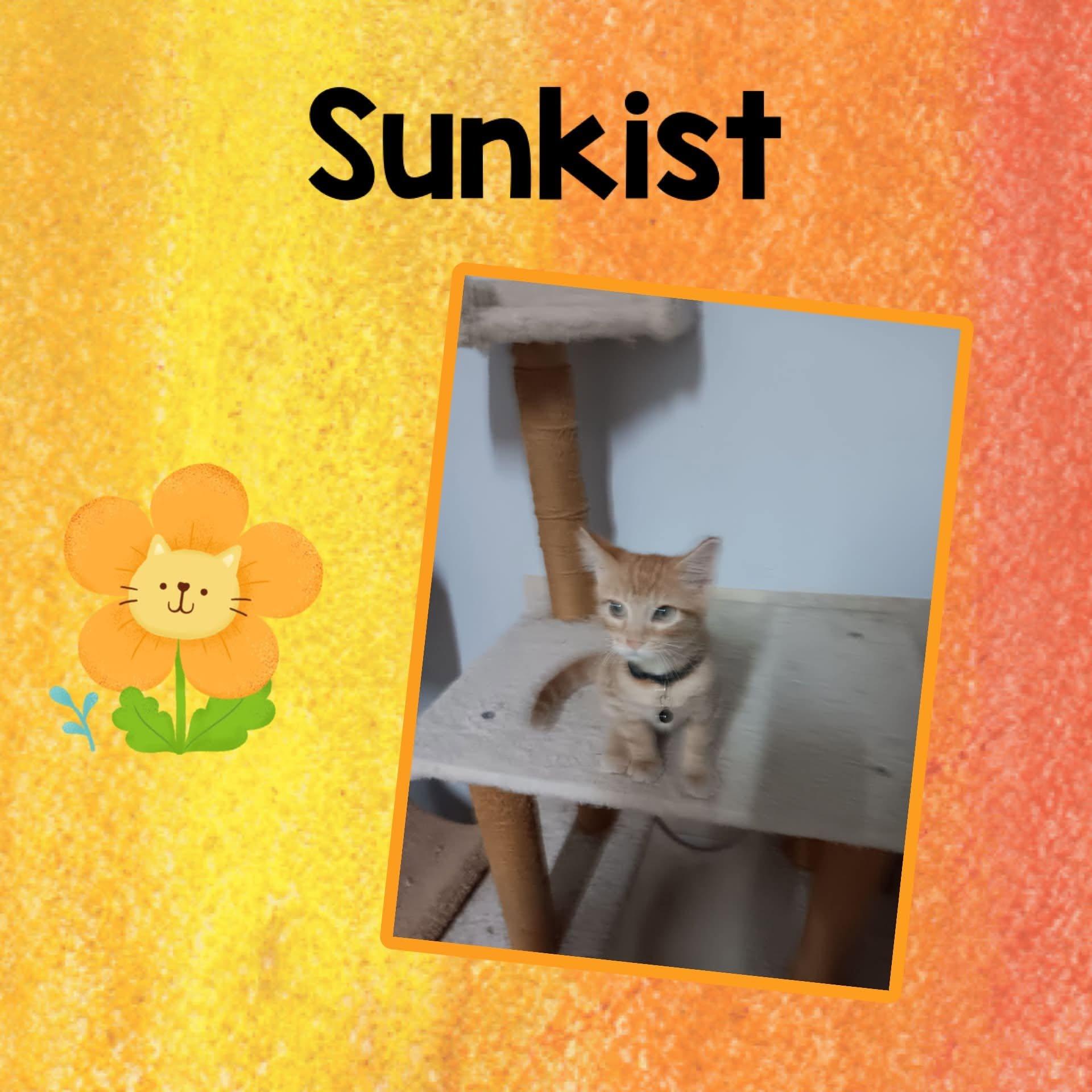 Sunkist, ADOPTABLE, Kitten Male Domestic Medium Hair.