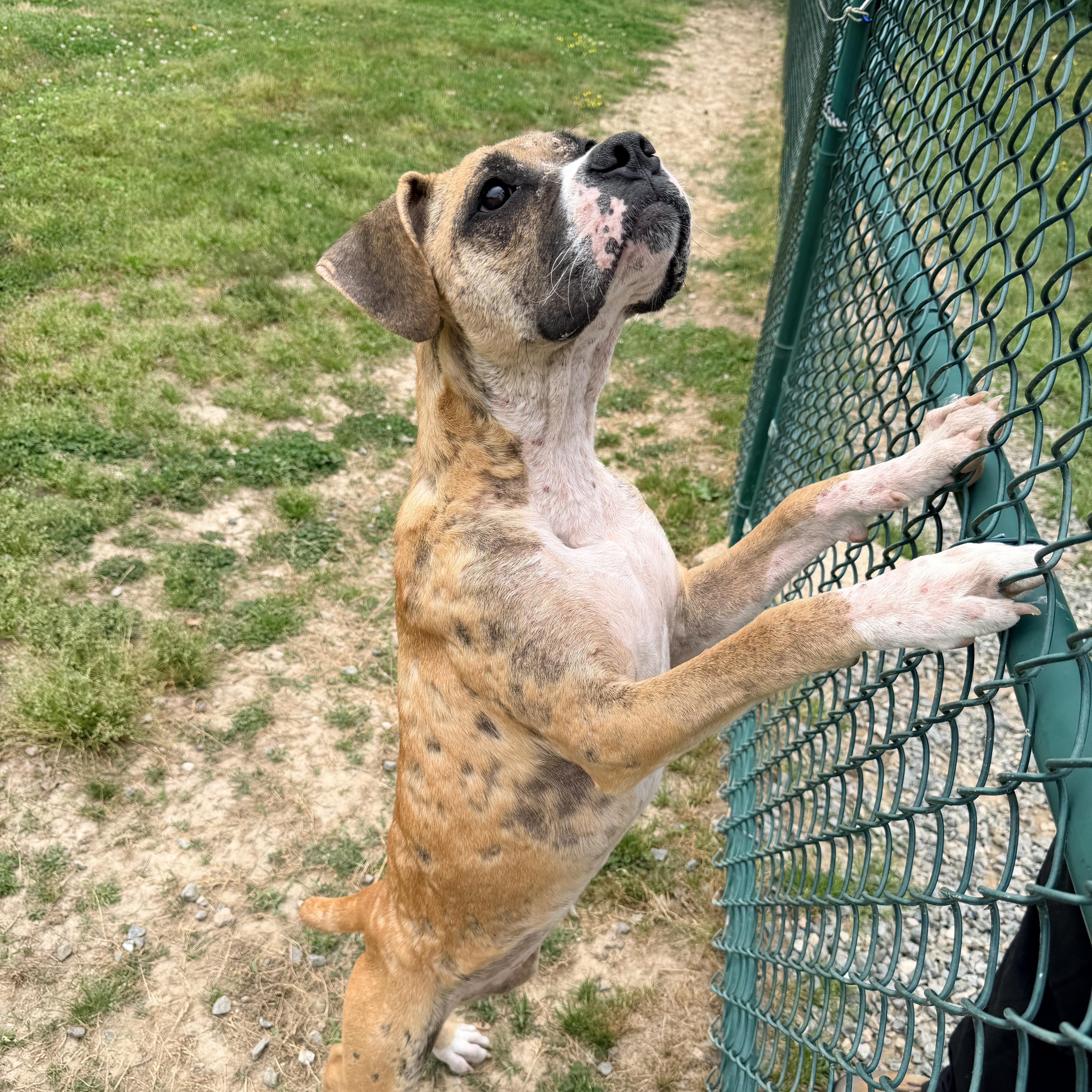 Aurora, an adopted Boxer in Saluda, VA image 5/5
