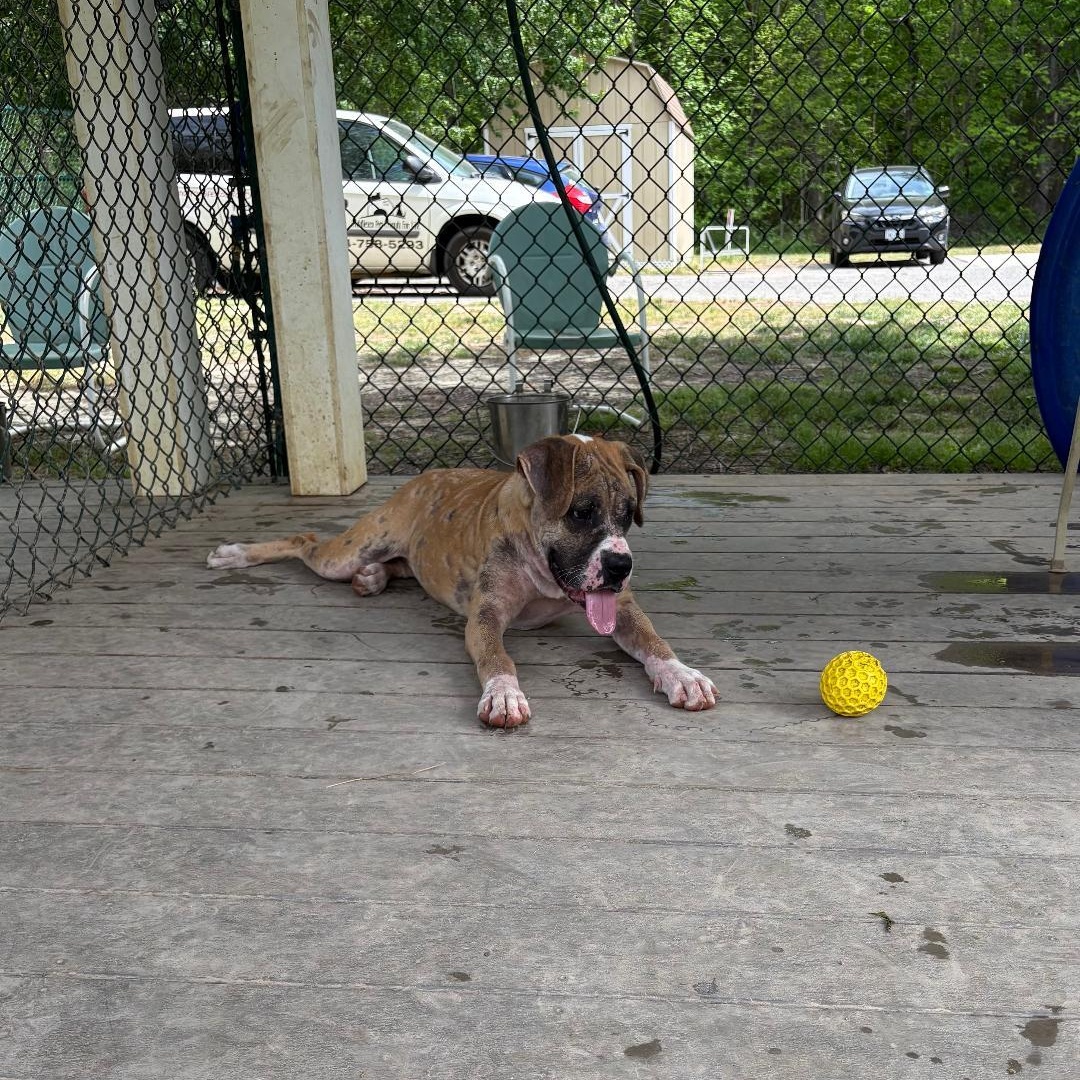 Aurora, an adopted Boxer in Saluda, VA image 3/5