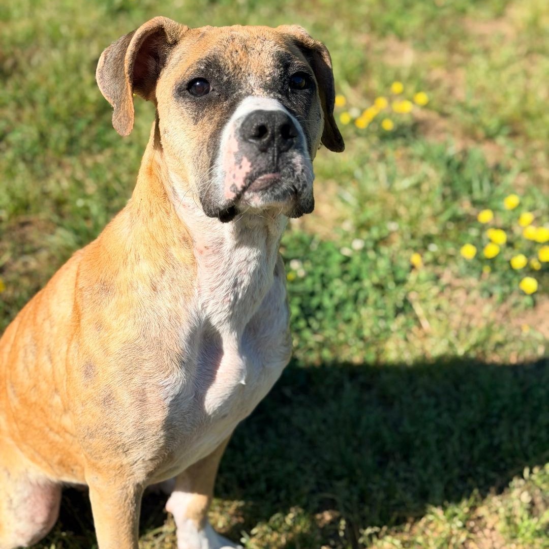 Aurora, an adopted Boxer in Saluda, VA image 2/5