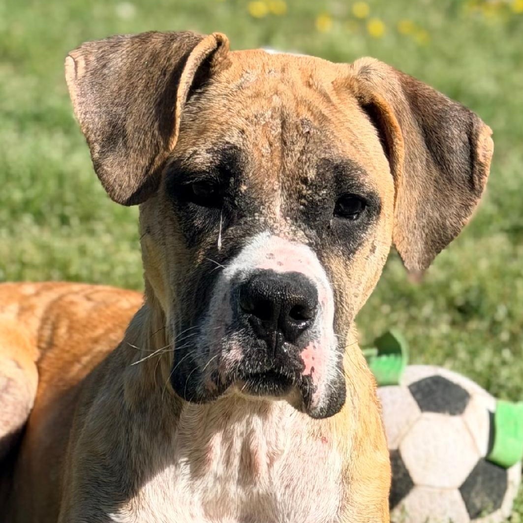 Aurora, adopted, Young Female Boxer.