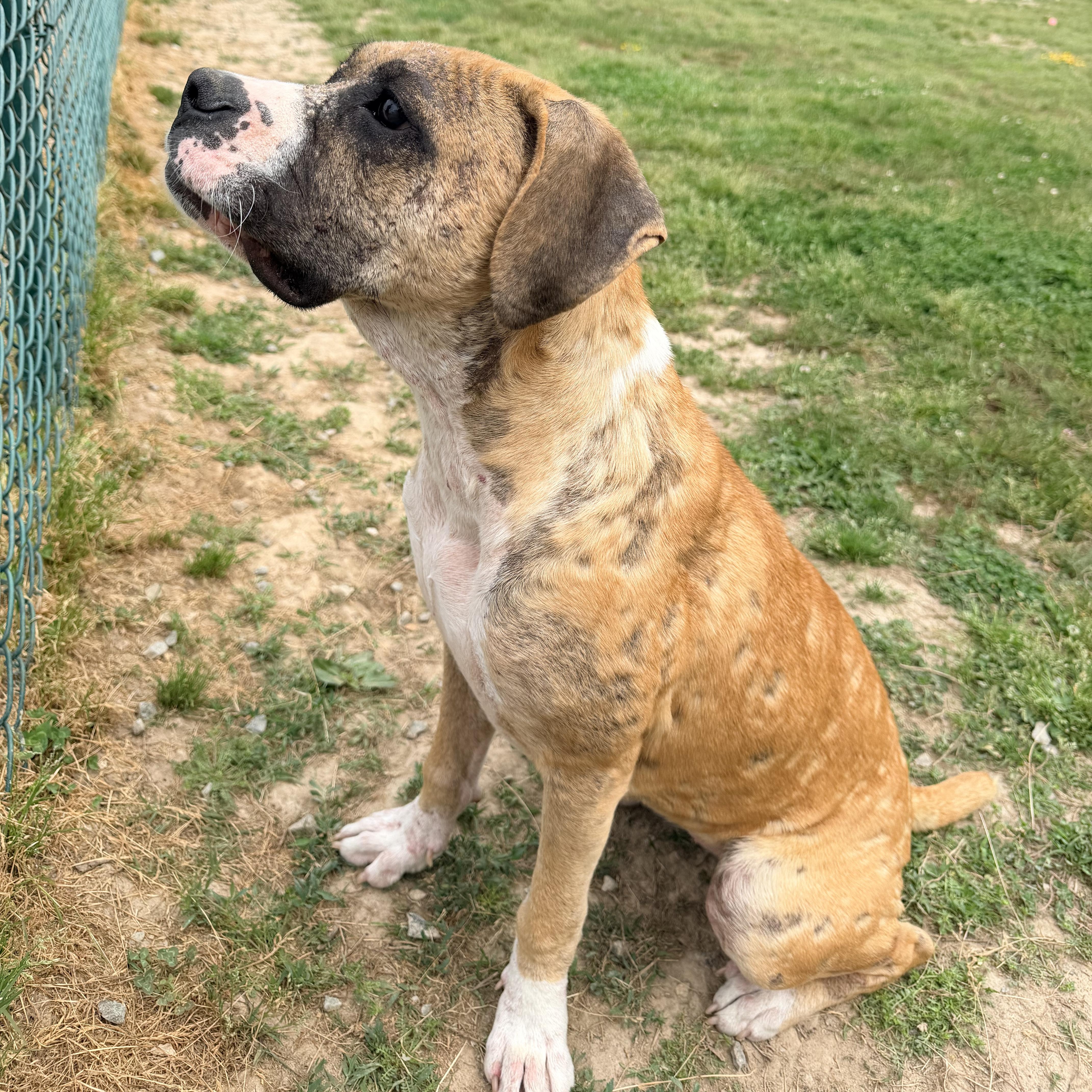 Aurora, an adopted Boxer in Saluda, VA image 4/5