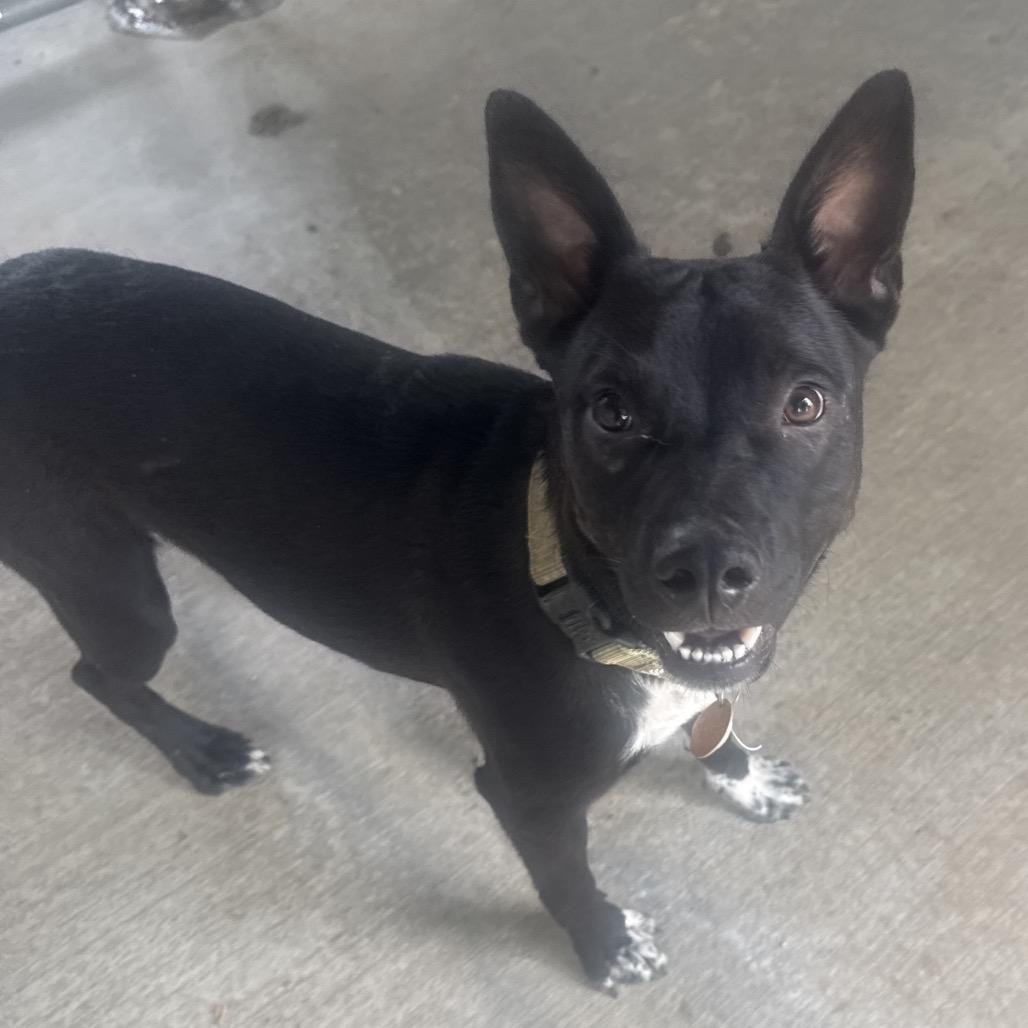 Onyx, Adoptable, Young Male Australian Kelpie & Border Collie.