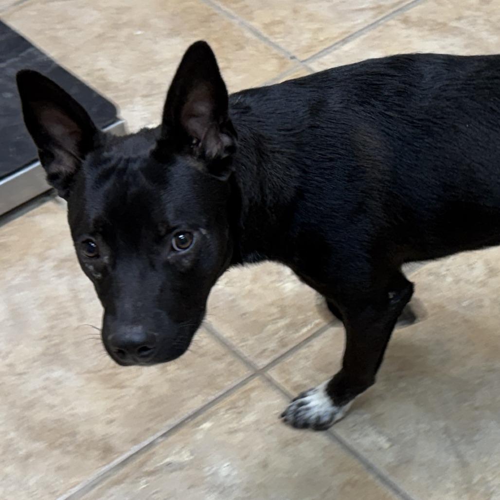 Enlarge Onyx, a Adoptable mixed breed in Collinsville , OK image 2/2