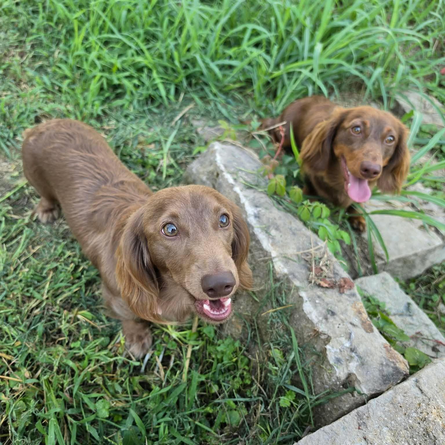 Murri & Manni, an adopted Dachshund (Long Haired) in Overland Park, KS image 5/6