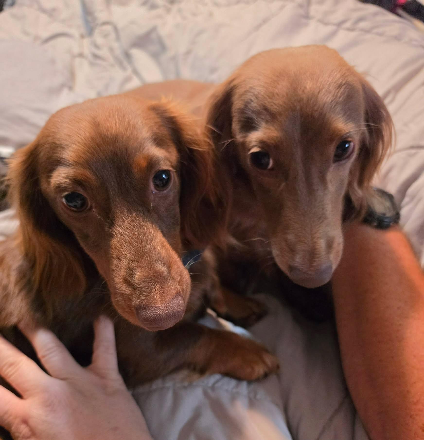 Murri & Manni, an adopted Dachshund (Long Haired) in Overland Park, KS image 6/6