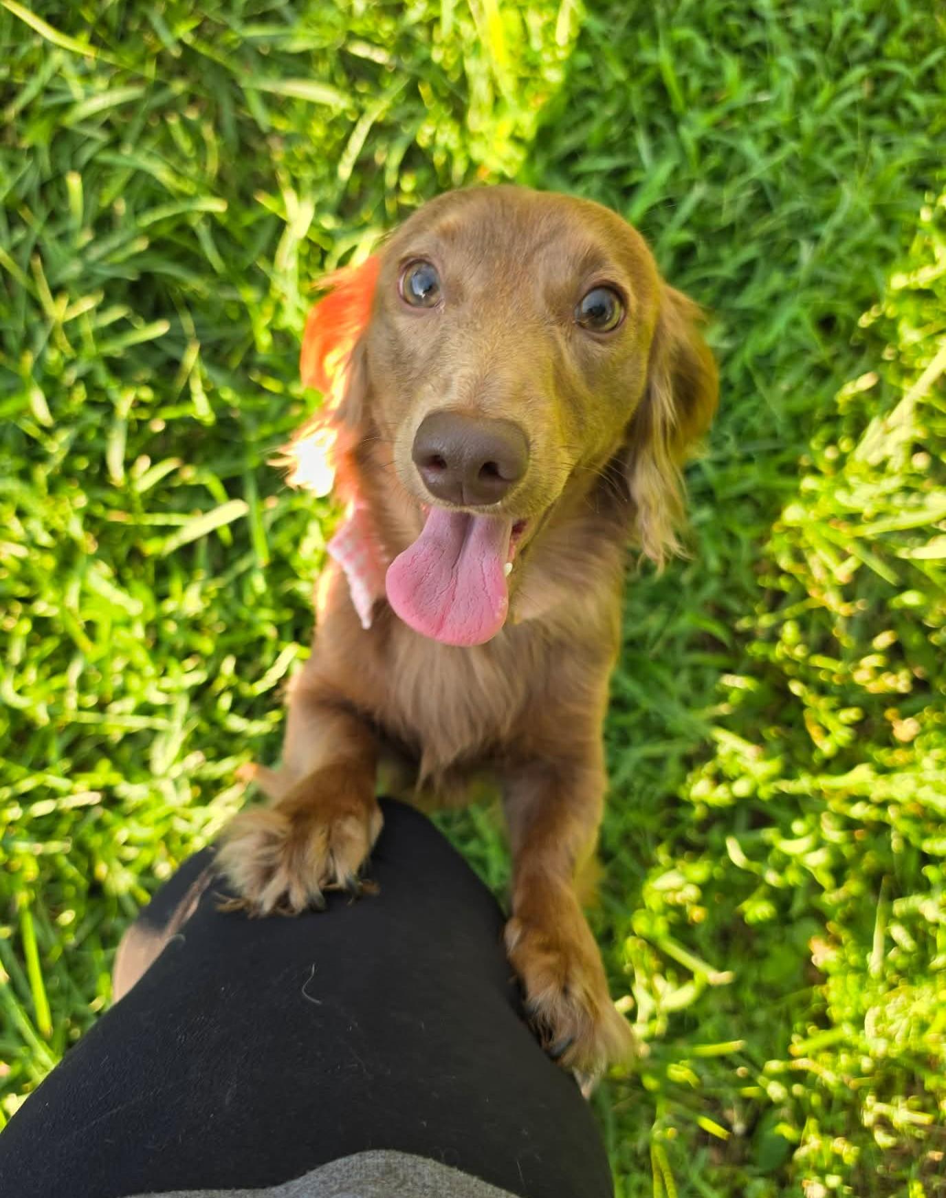 Murri & Manni, an adopted Dachshund (Long Haired) in Overland Park, KS image 3/6