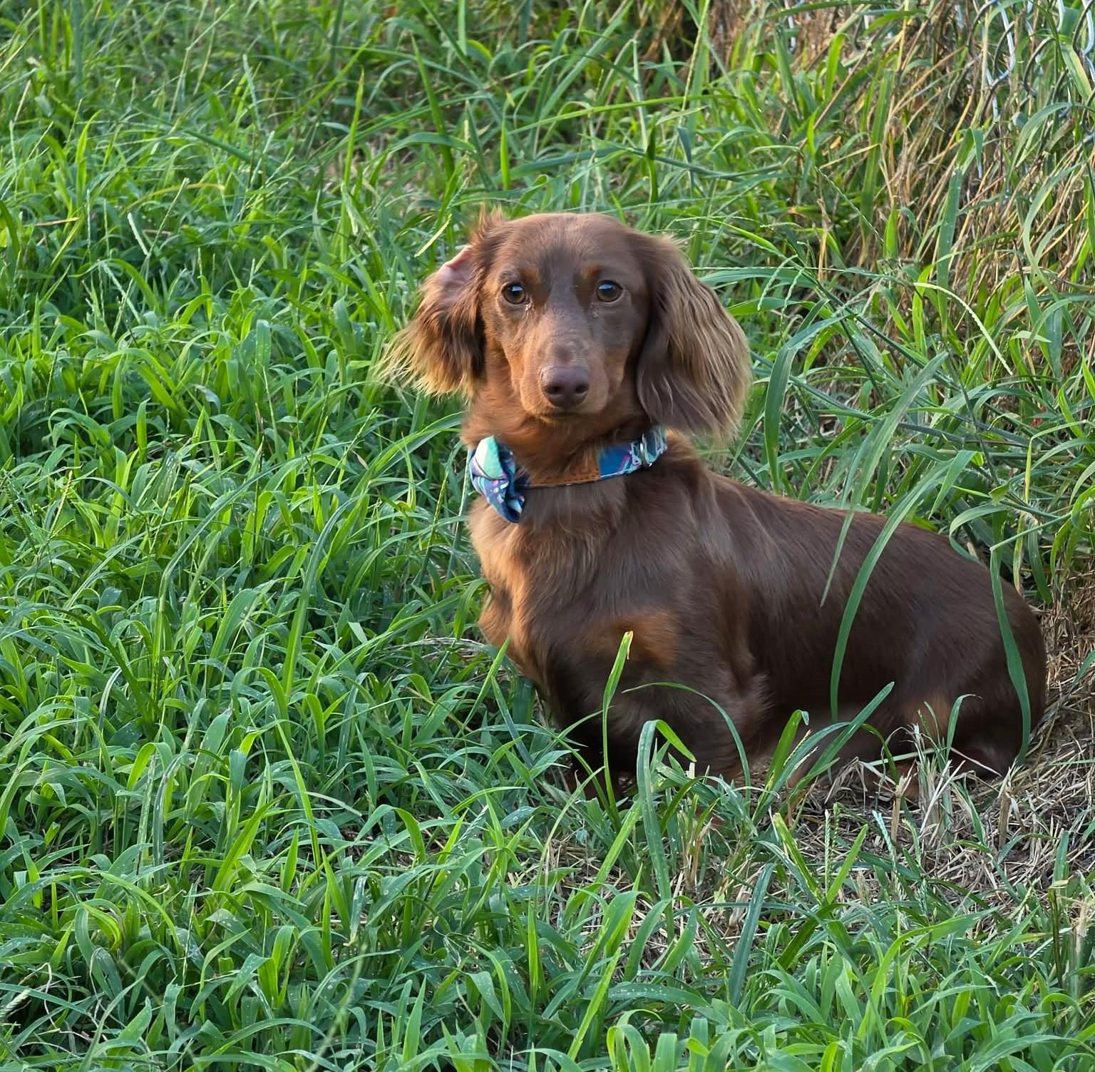 Murri & Manni, an adopted Dachshund (Long Haired) in Overland Park, KS image 2/6