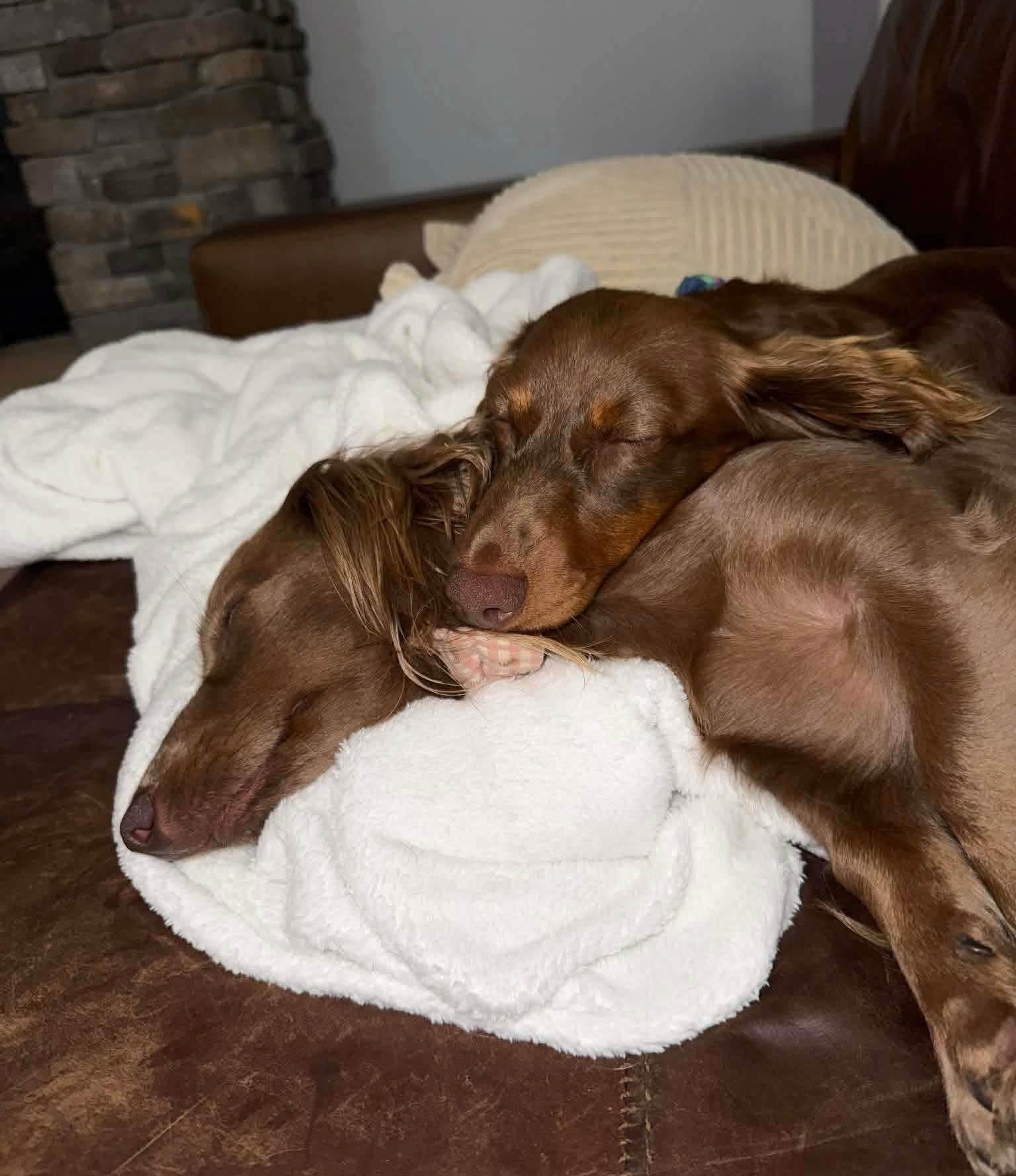 Murri & Manni, an adopted Dachshund (Long Haired) in Overland Park, KS image 4/6
