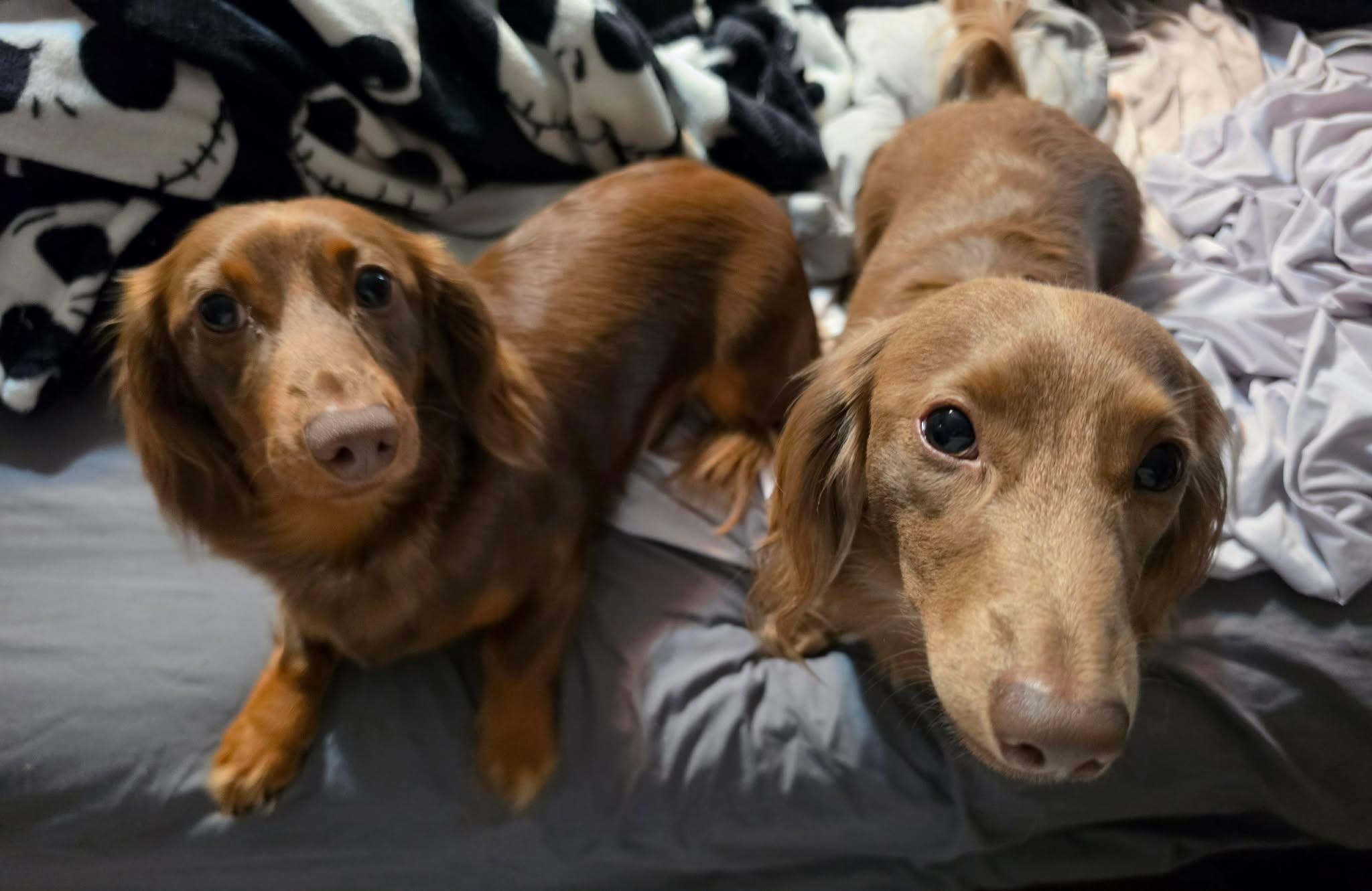 Murri & Manni, adopted, Young Male Dachshund (Long Haired).