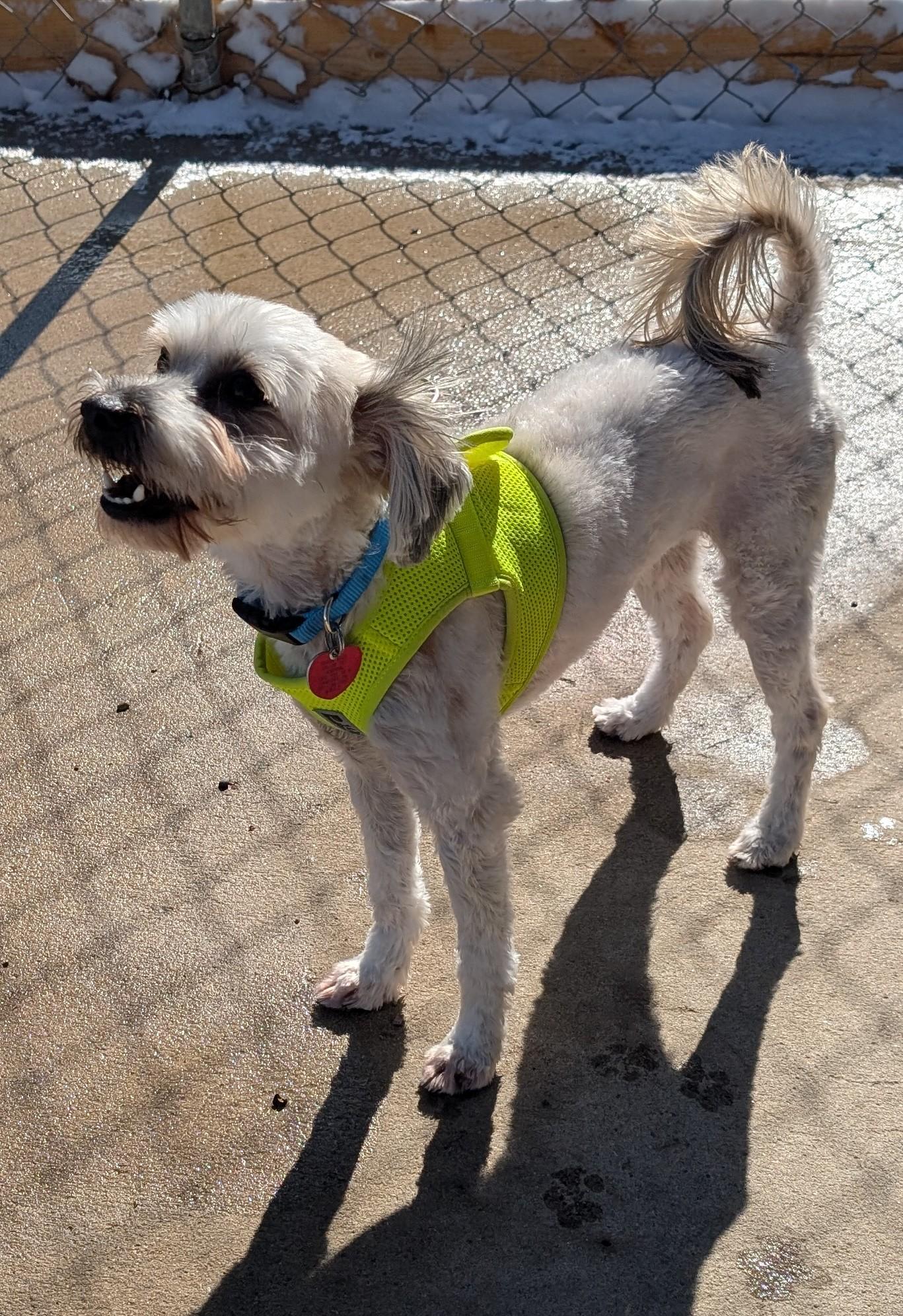 Enlarge Pupsi, an adopted Lhasa Apso in New Ulm, MN image 4/6
