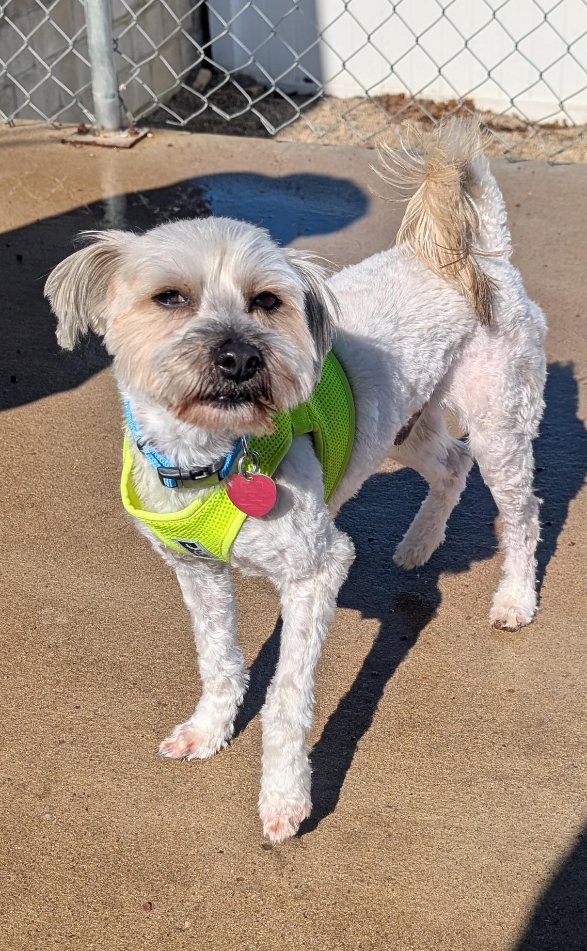 Enlarge Pupsi, an adopted Lhasa Apso in New Ulm, MN image 1/6