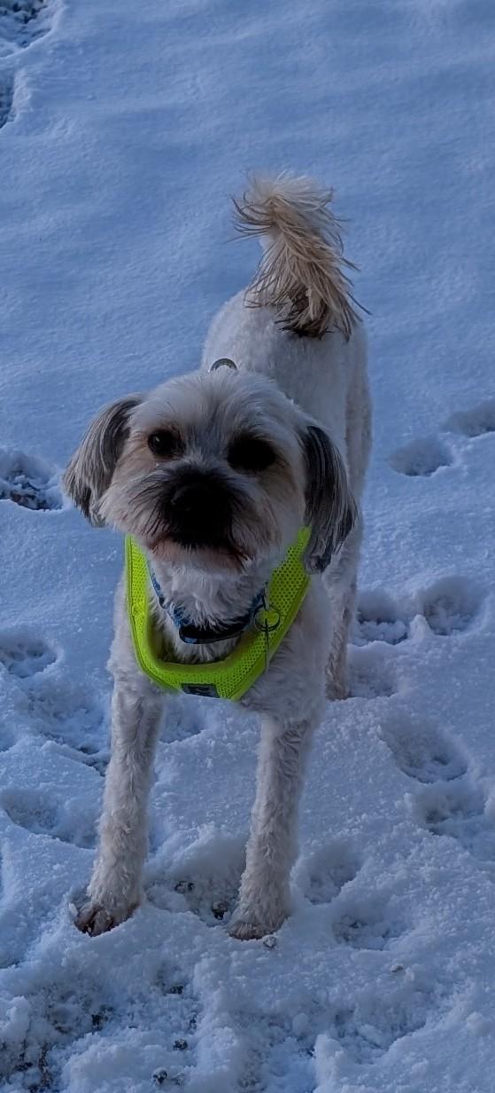 Enlarge Pupsi, an adopted Lhasa Apso in New Ulm, MN image 6/6
