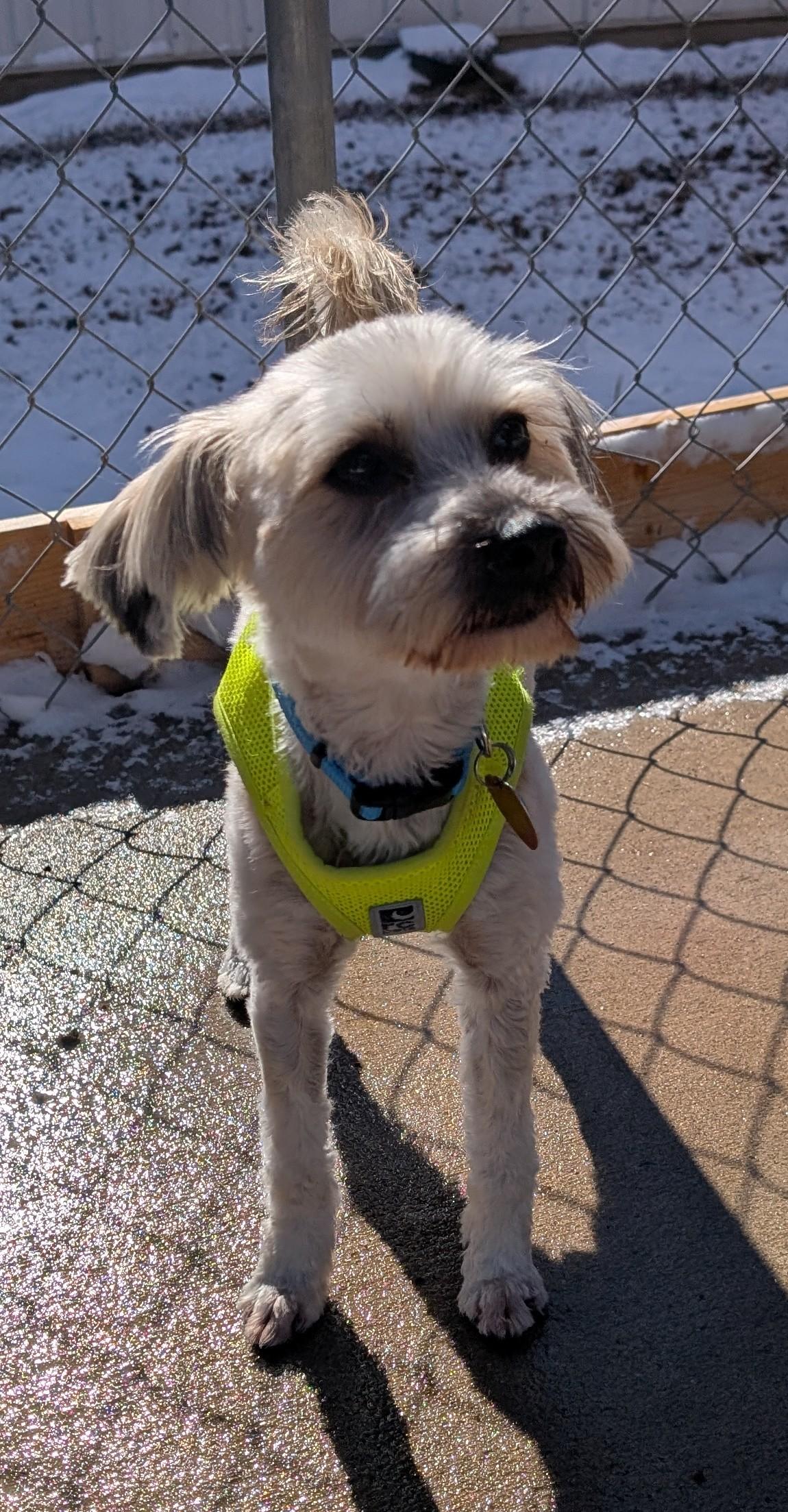 Enlarge Pupsi, an adopted Lhasa Apso in New Ulm, MN image 2/6