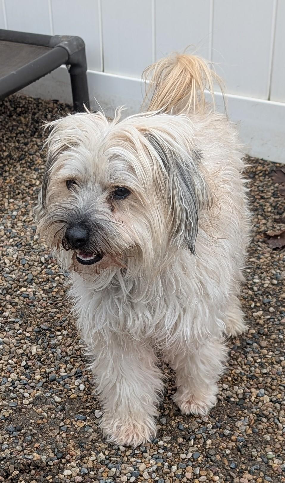 Enlarge Pupsi, an adopted Lhasa Apso in New Ulm, MN image 3/6