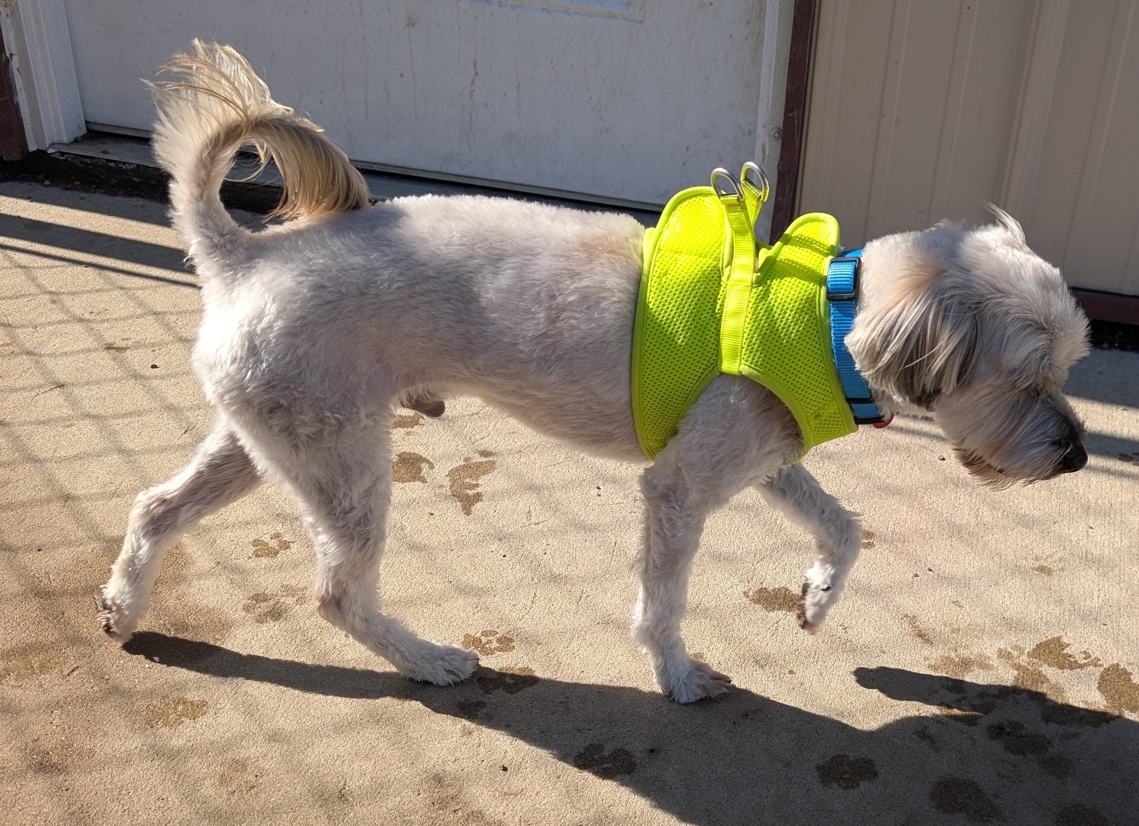 Enlarge Pupsi, an adopted Lhasa Apso in New Ulm, MN image 5/6