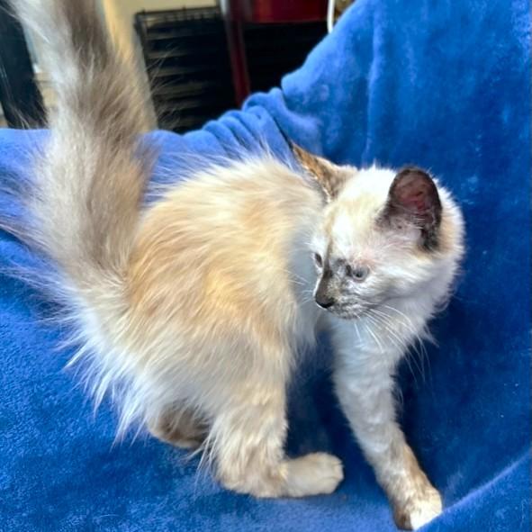 Cuddly Clarice  Remarkable