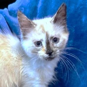 Cuddly Clarice  Remarkable thumbnail 4