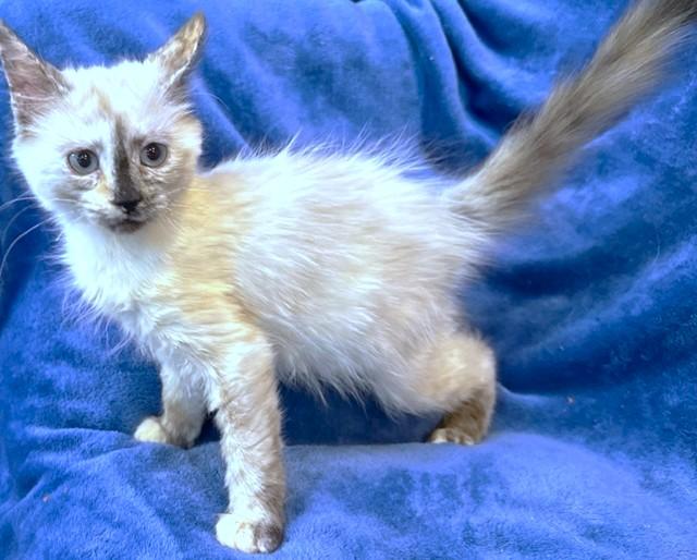 Cuddly Clarice  Remarkable thumbnail 6