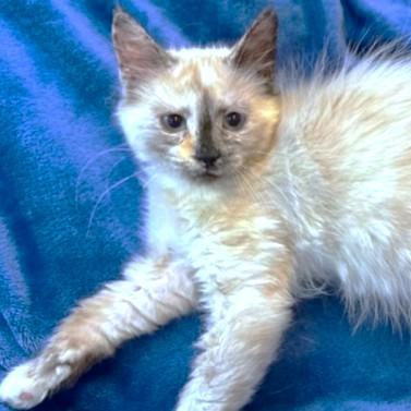 Cuddly Clarice  Remarkable thumbnail 7