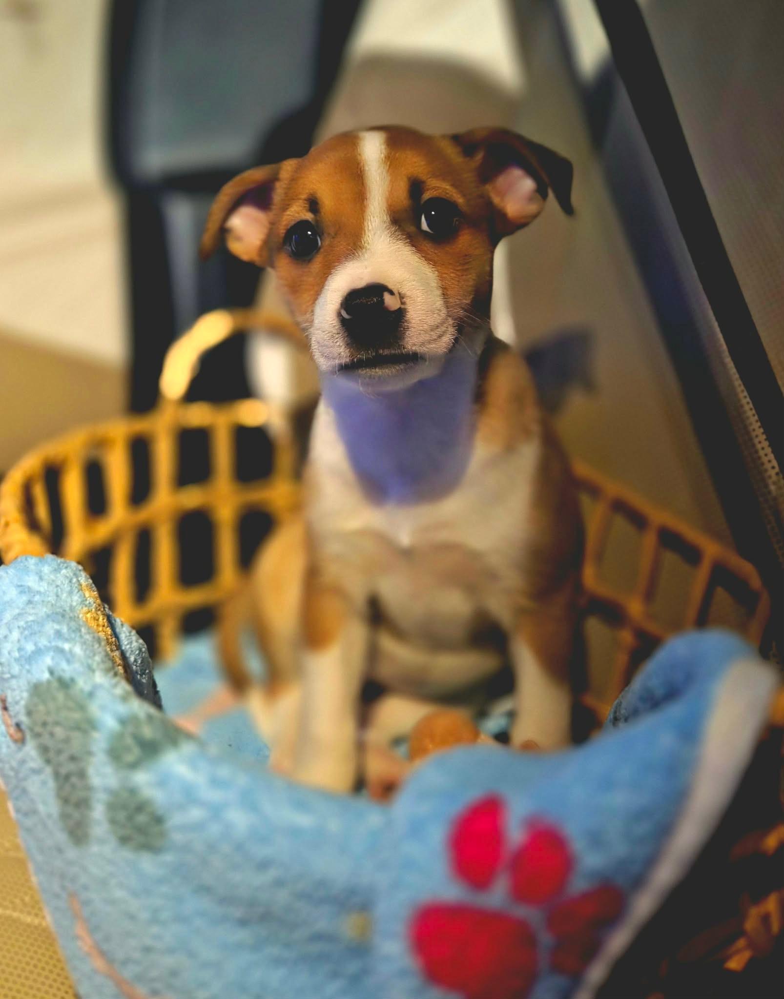 Kimberly, Adoptable, Puppy Female Shepherd.