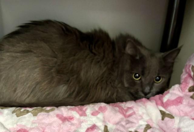 Enlarge NICO, a Adoptable Domestic Long Hair in Kalamazoo, MI image 1/1