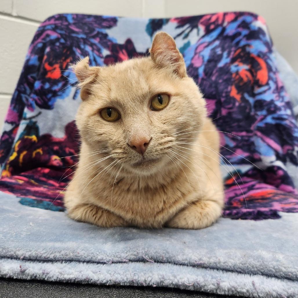 Tink, Adoptable, Adult Male Domestic Short Hair.