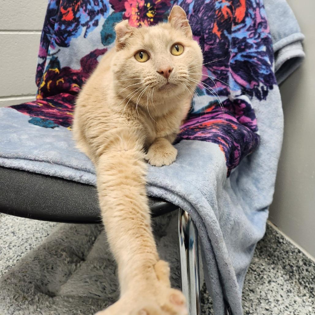 Enlarge Tink, a Adoptable Domestic Short Hair in Brookfield, WI image 2/3