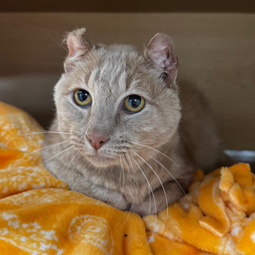 Enlarge Tink, a Adoptable Domestic Short Hair in Brookfield, WI image 1/4