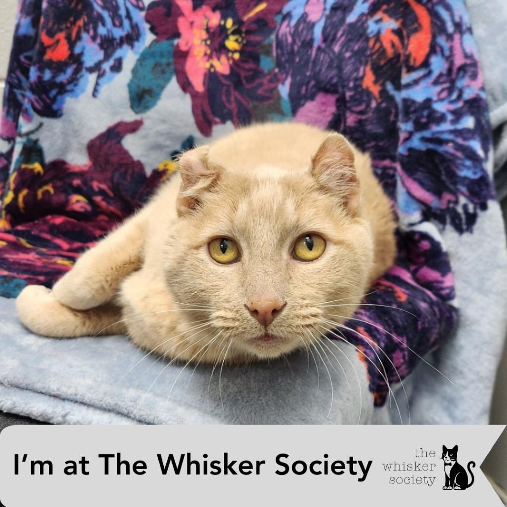 Enlarge Tink, a Adoptable Domestic Short Hair in Brookfield, WI image 3/3
