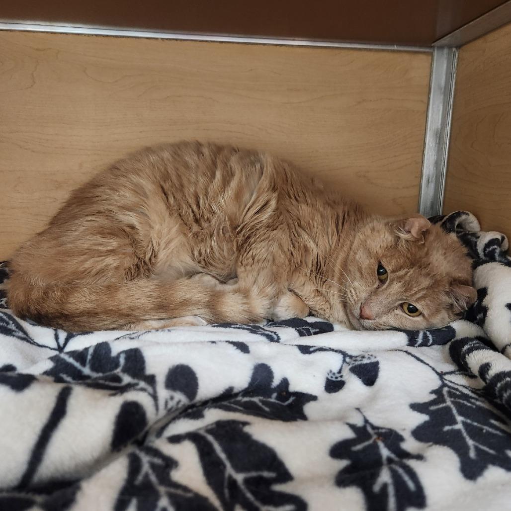 Enlarge Tink, a Adoptable Domestic Short Hair in Brookfield, WI image 2/4