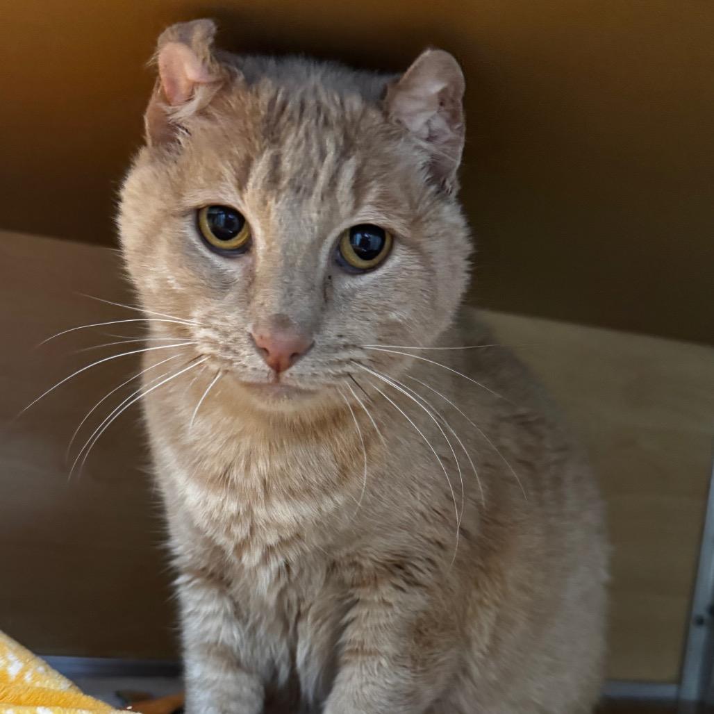 Enlarge Tink, a Adoptable Domestic Short Hair in Brookfield, WI image 3/4