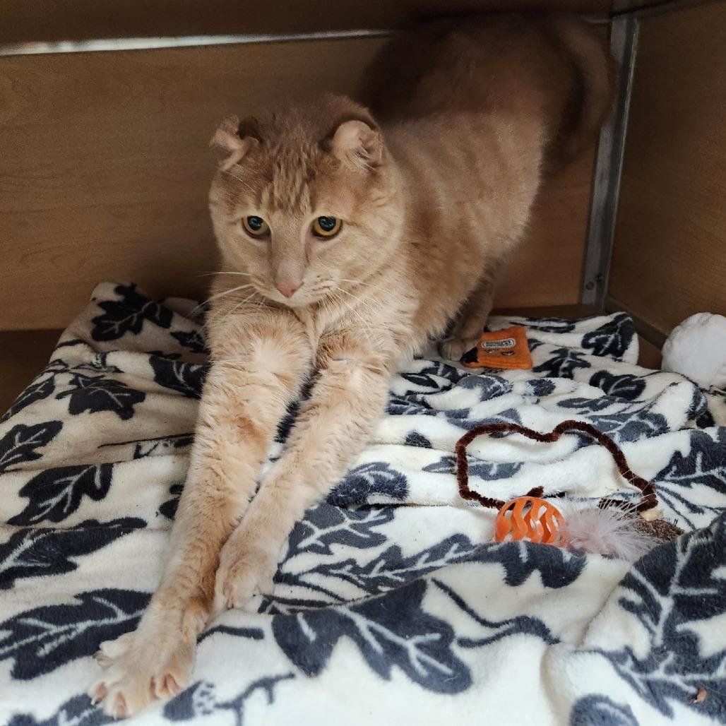 Enlarge Tink, a Adoptable Domestic Short Hair in Brookfield, WI image 4/4