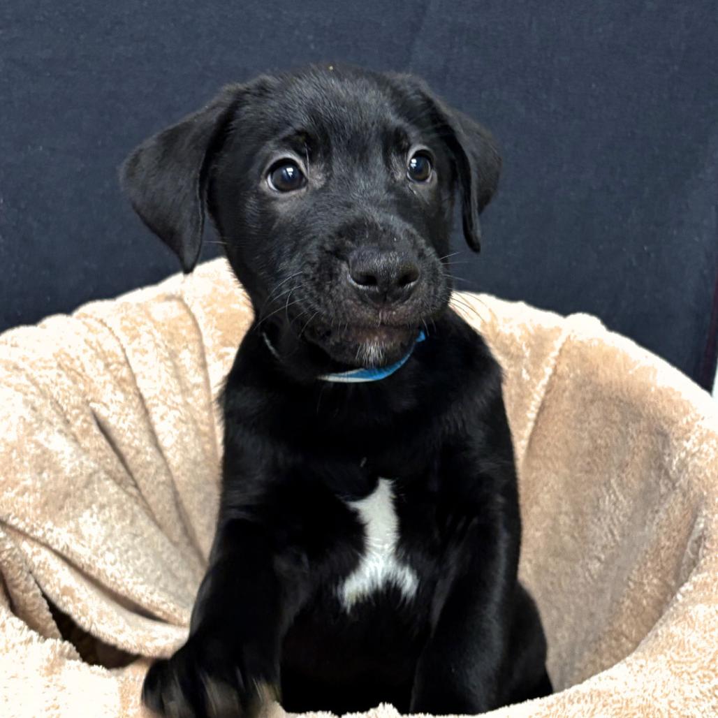 Simon, Adoptable, Puppy Male Shepherd & Mixed Breed.