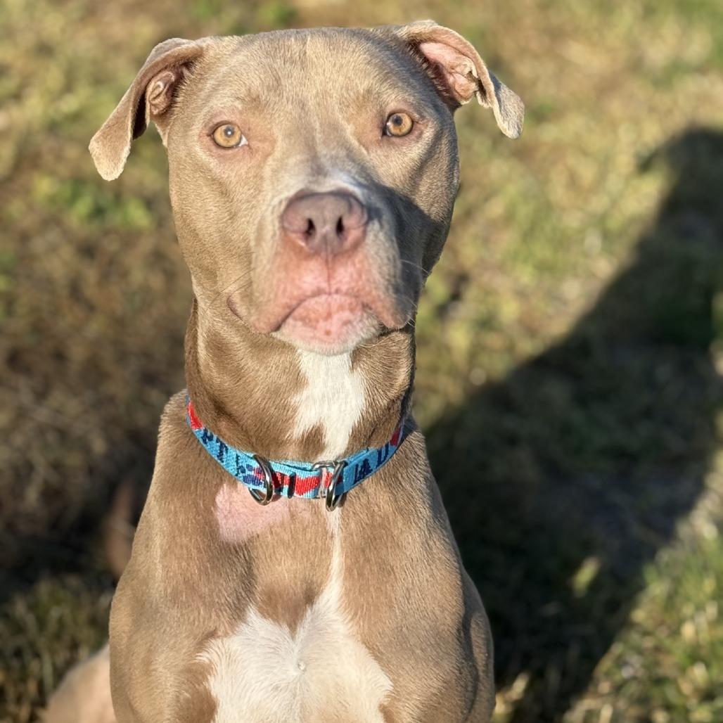 Enlarge Tazz, a Adoptable Pit Bull Terrier in Ridgely, MD image 5/6