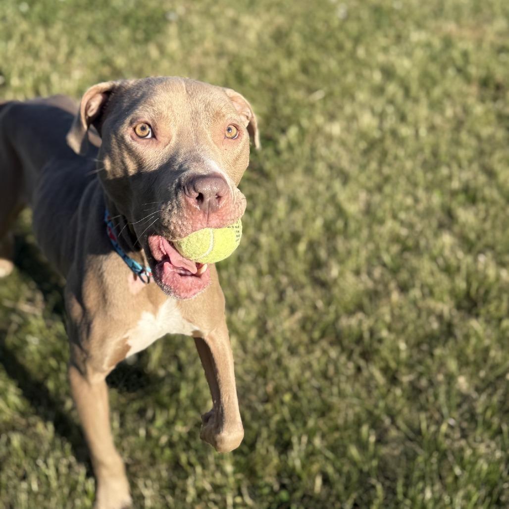 Enlarge Tazz, a Adoptable Pit Bull Terrier in Ridgely, MD image 6/6